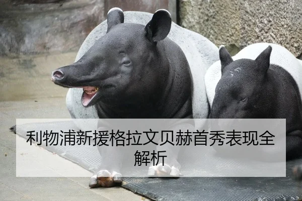 利物浦新援格拉文贝赫首秀表现全解析